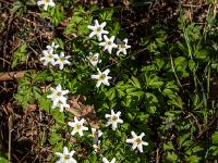 Buschwindröschen Gruppe am Waldrand